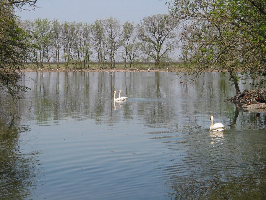 Swan lake - Лебединое озеро