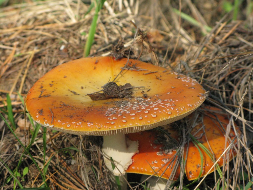 Amanita