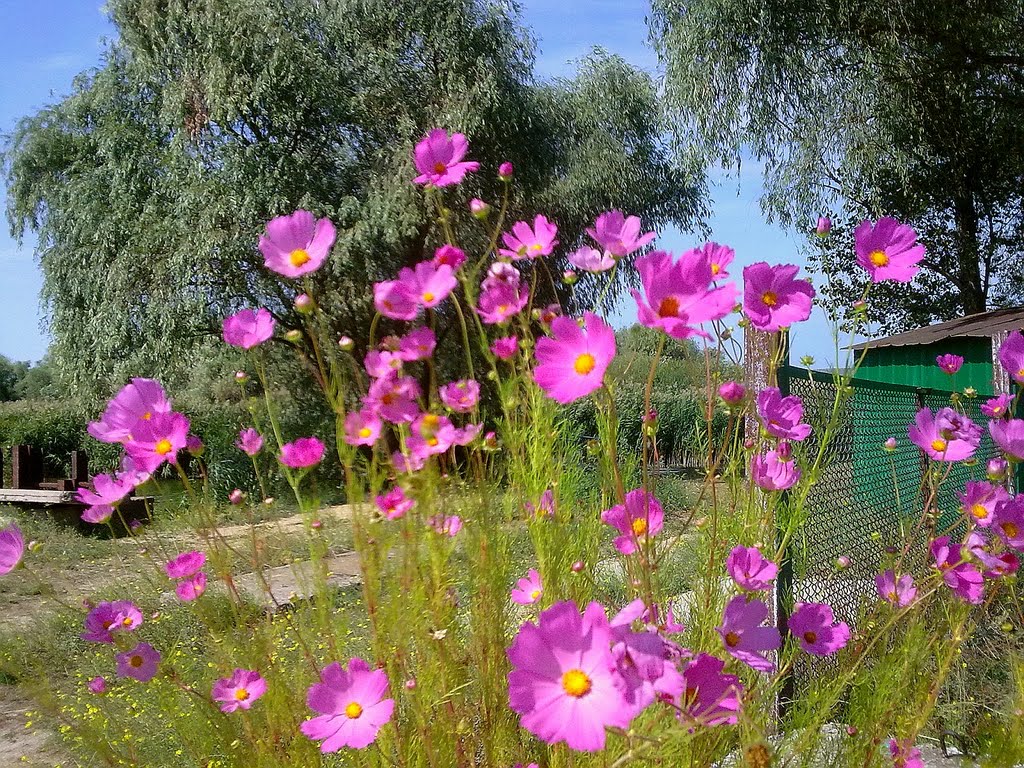 flowers/квіти