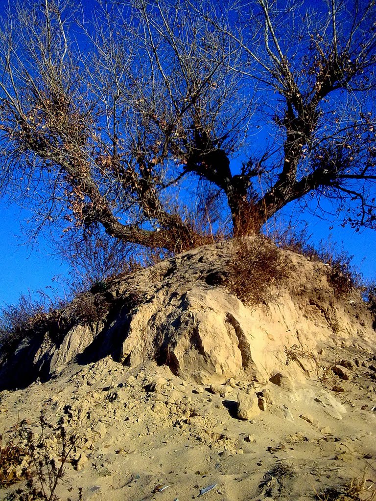 tree on a dune