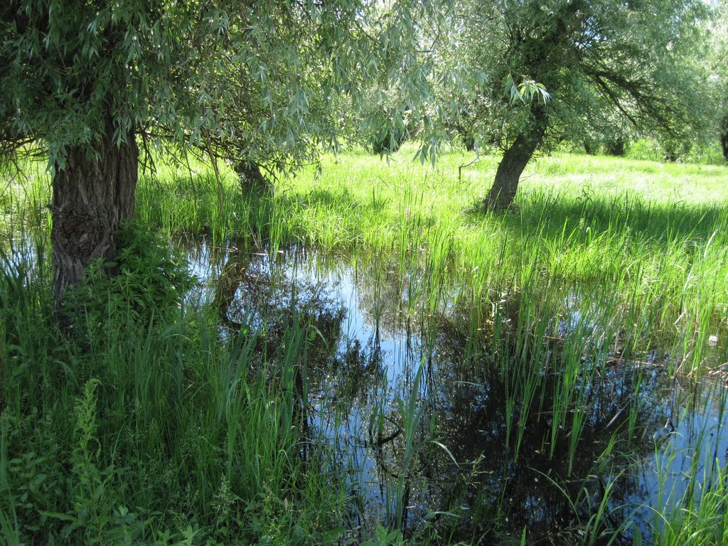 остров Белогрудов