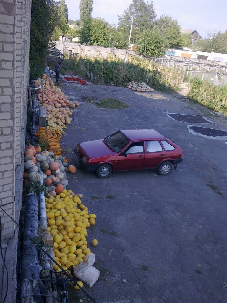 ИНСТИТУТ ЮЖНОГО ОВОЩЕВОДСТВА И БАХЧЕВОДСТВА
