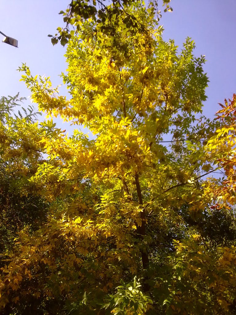 autumn tree