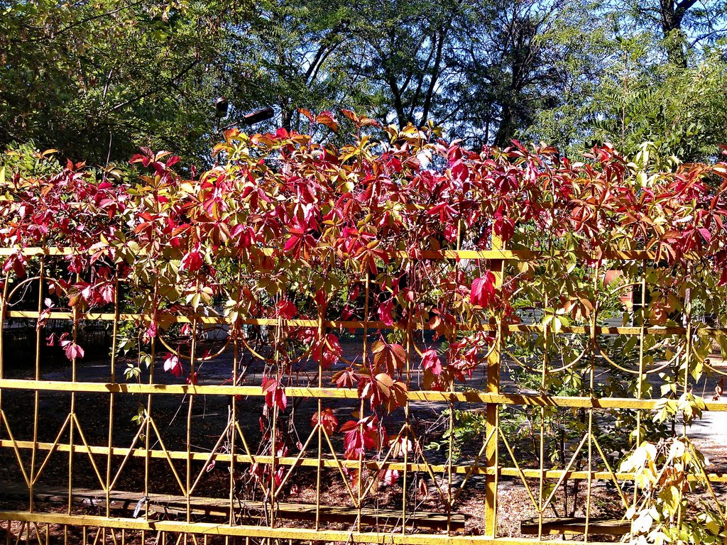 Soon autumn