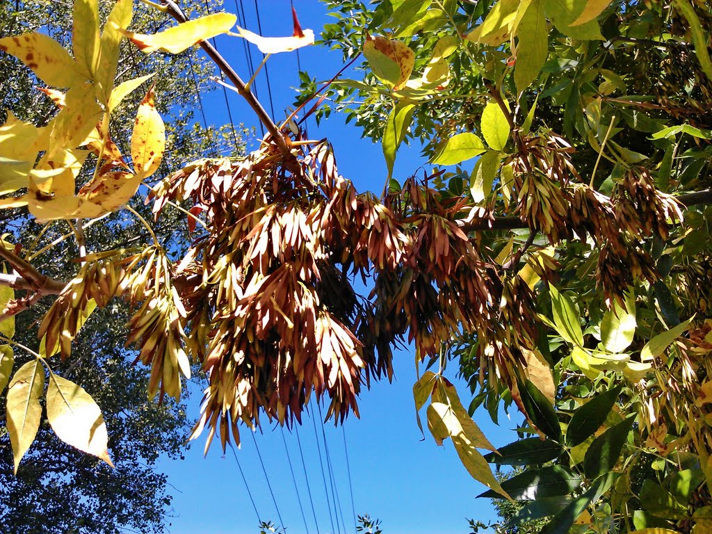 autumn theme