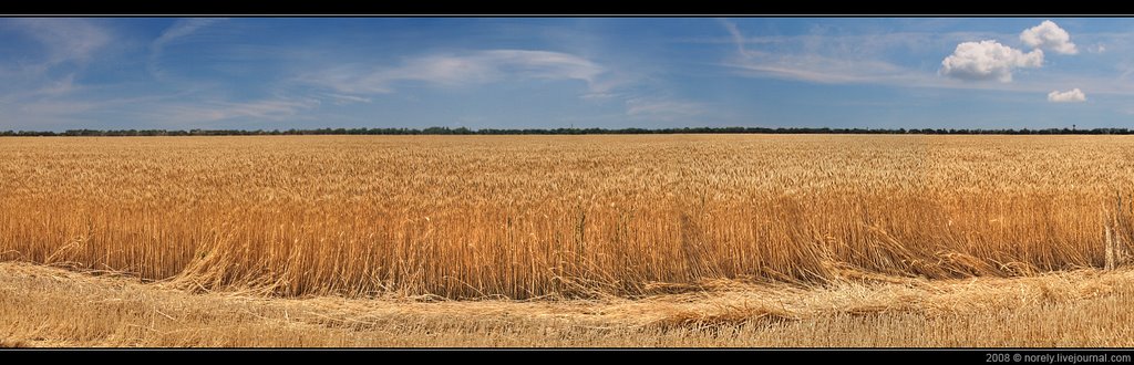 Пшеничные поля - A field of wheat