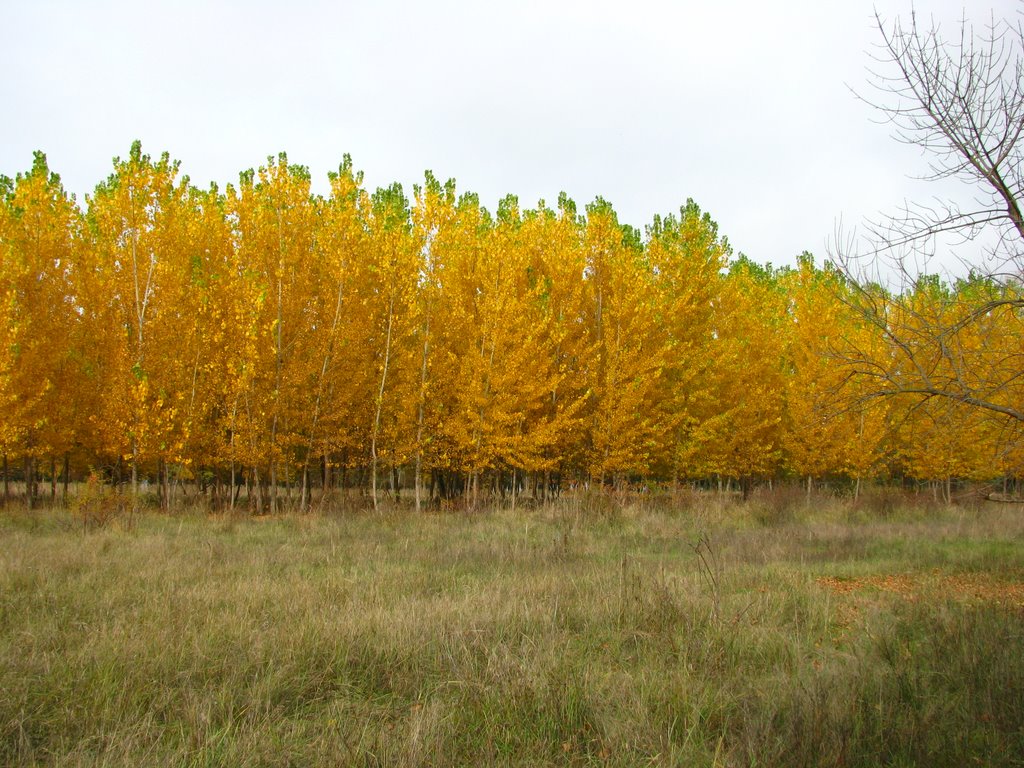 Тополя / Poplars.