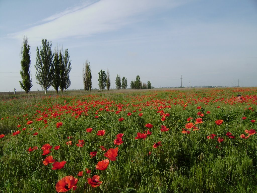 Придорожные маки.   Glade of poppies