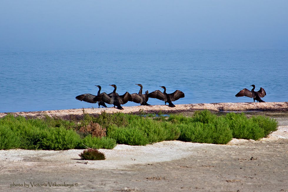 dance near the water