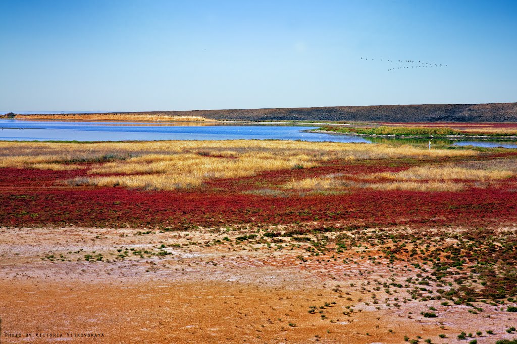 Chaykino