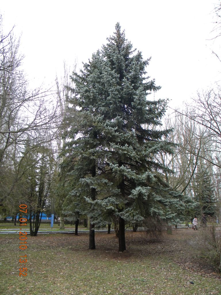 Ель
