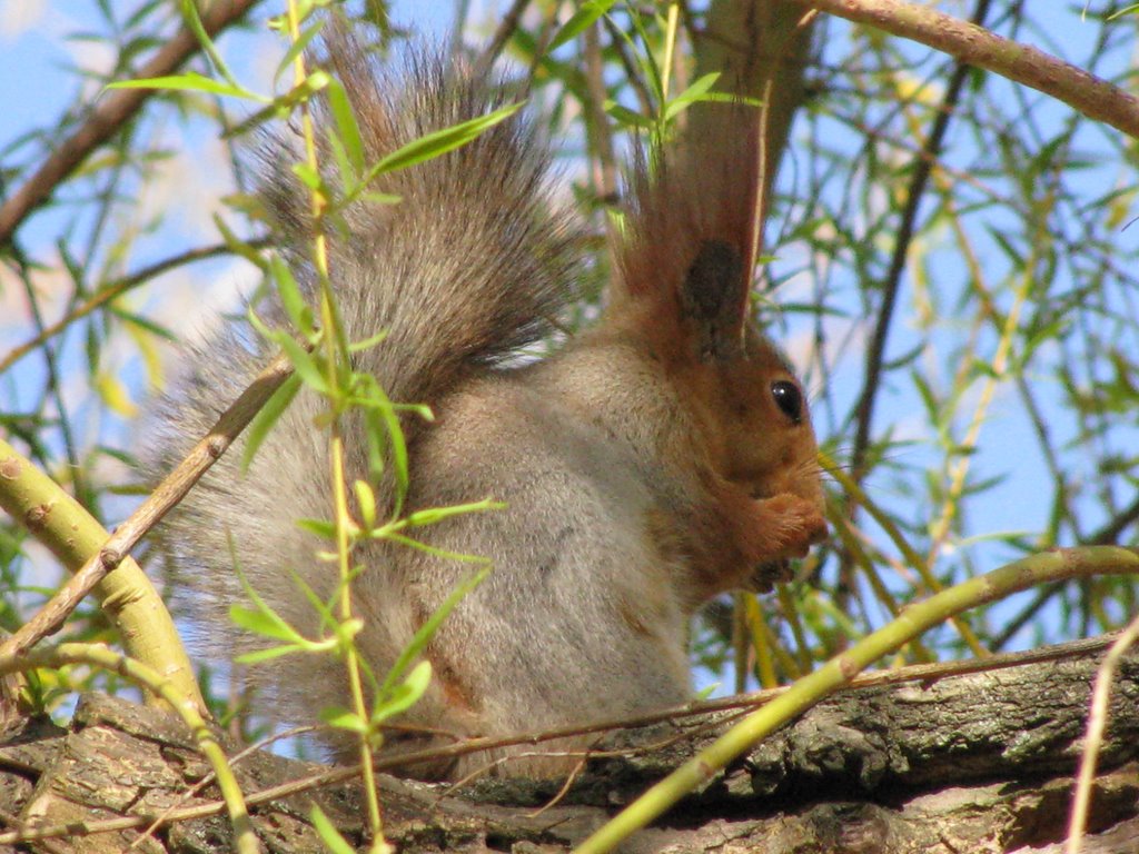Белка / Squirrel.