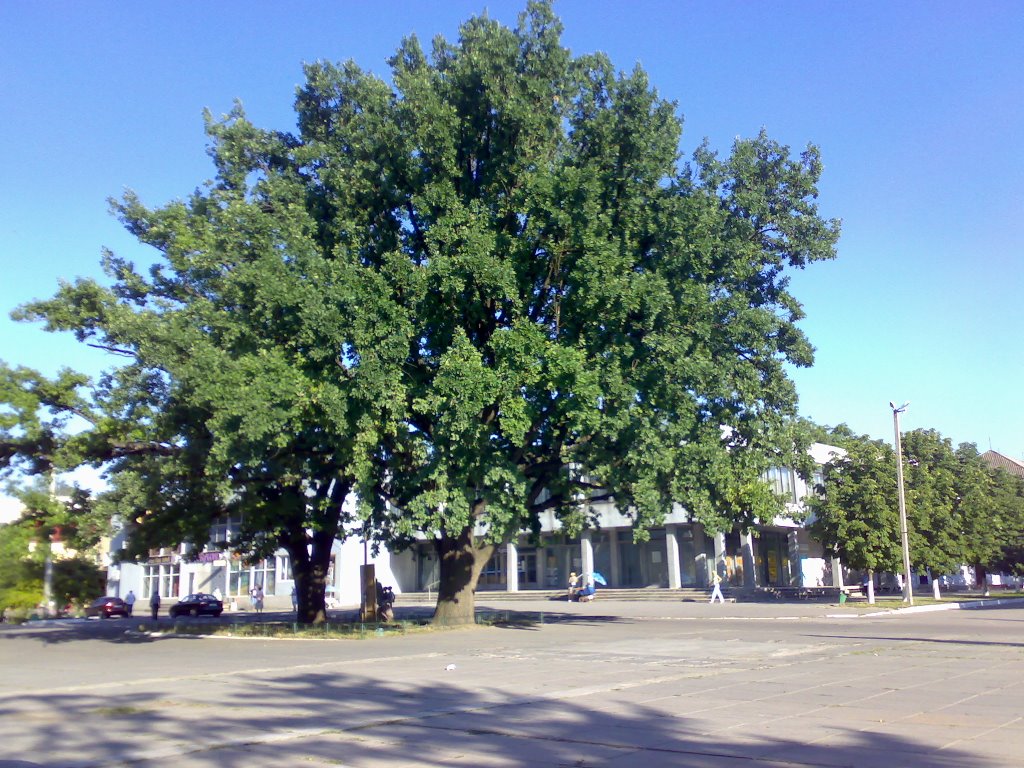 Каховские дубы