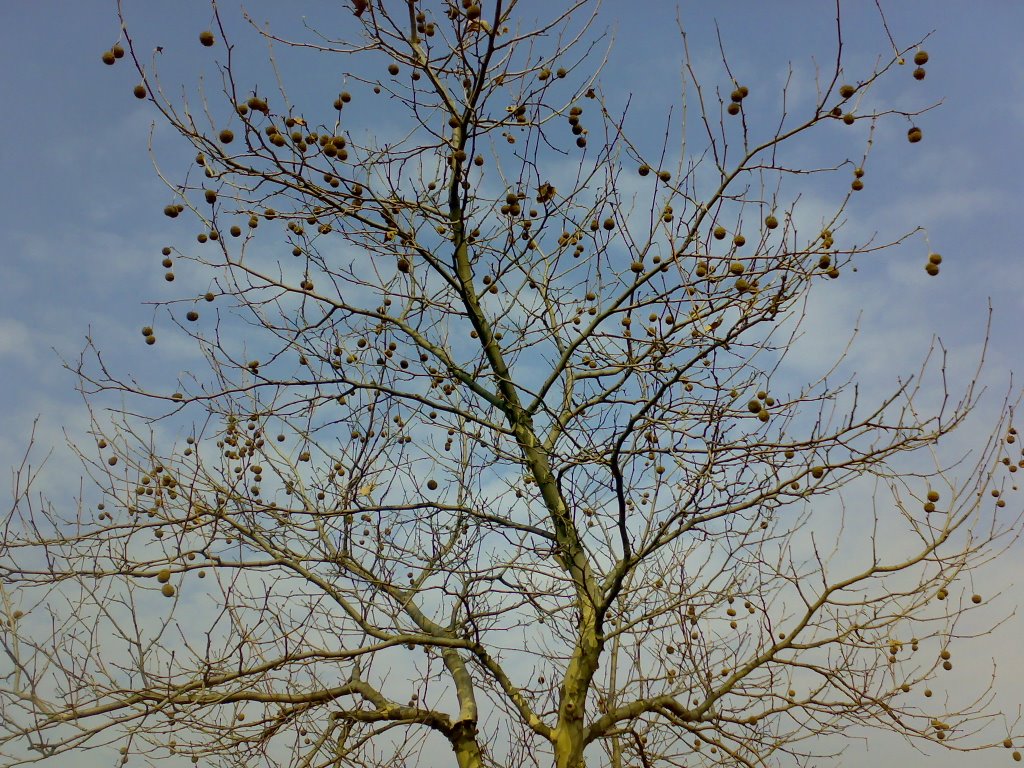 Toy tree