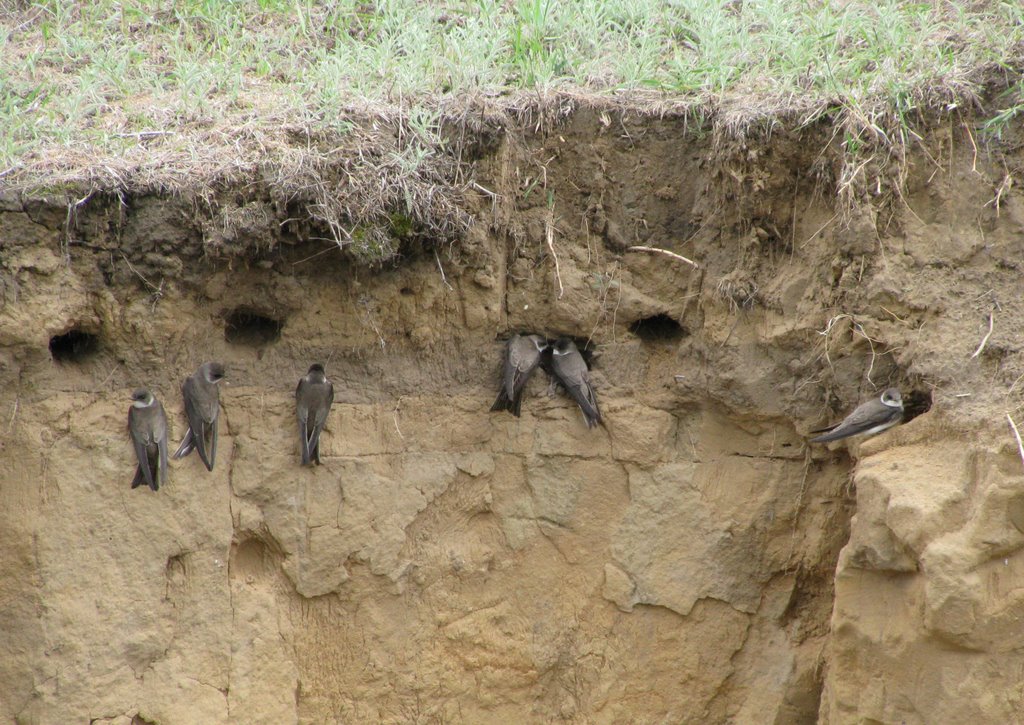 Береговые ласточки. / Bank swallows.