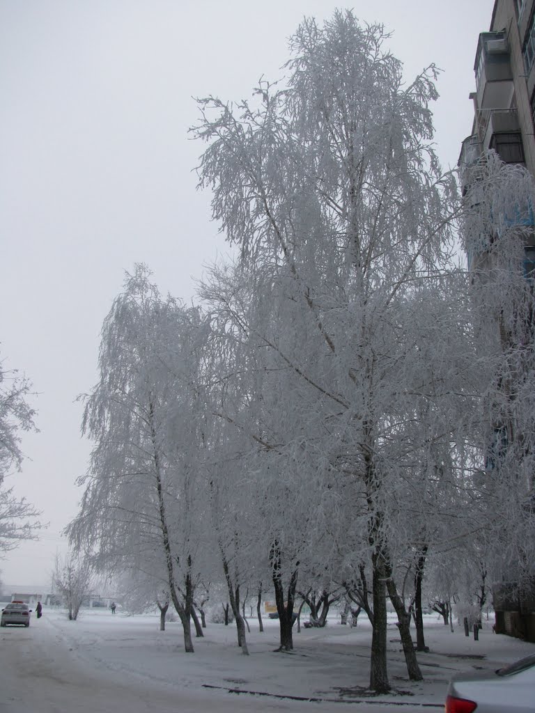 Березки возле круглого дома.