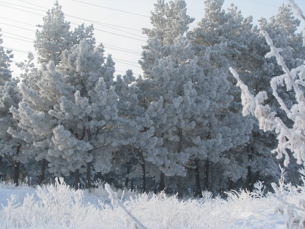 Зимняя одежда для леса