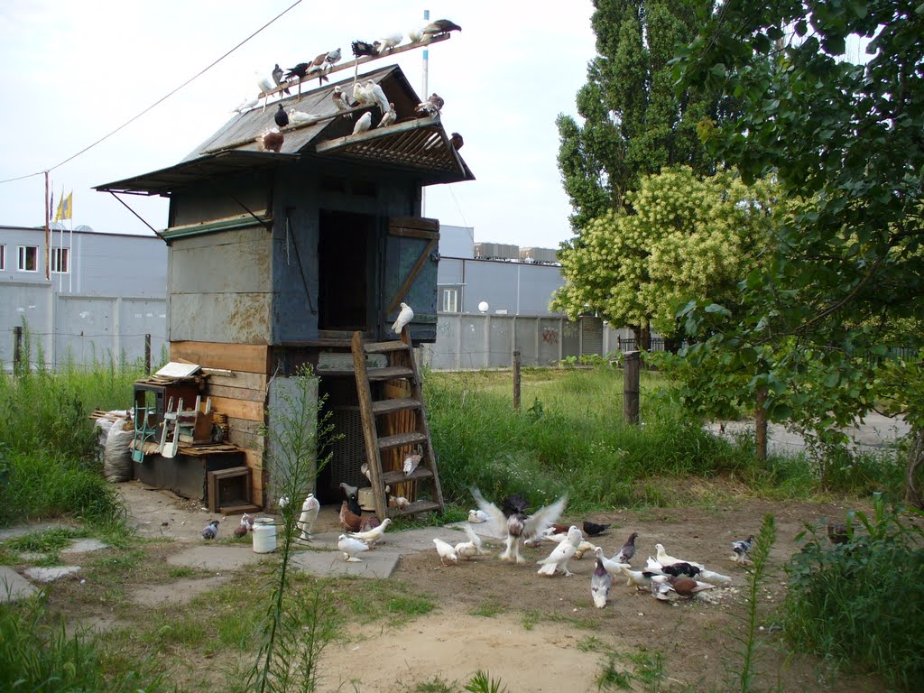 Любовь и голуби...