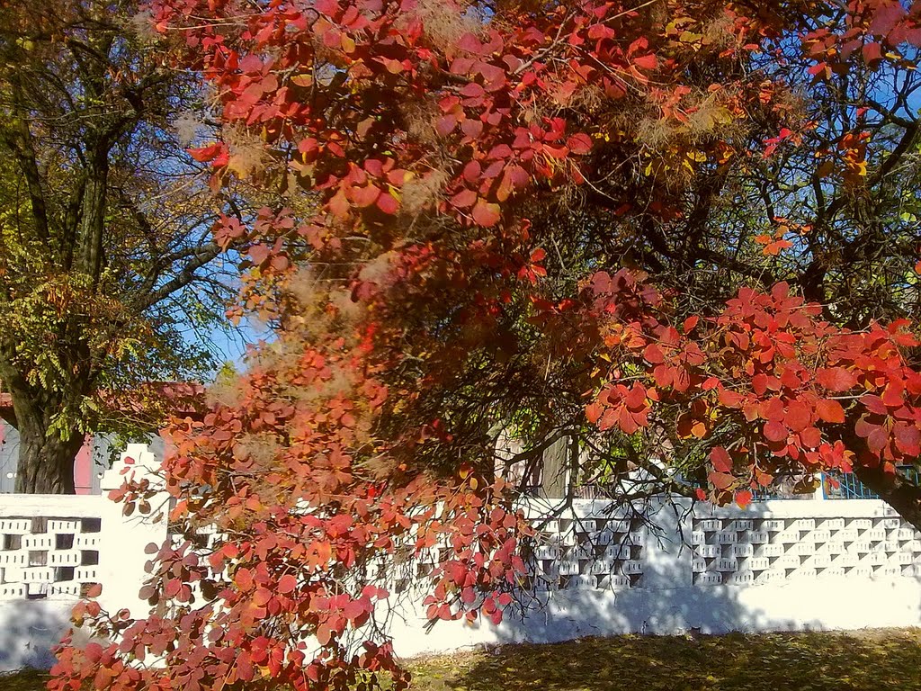 Red&White