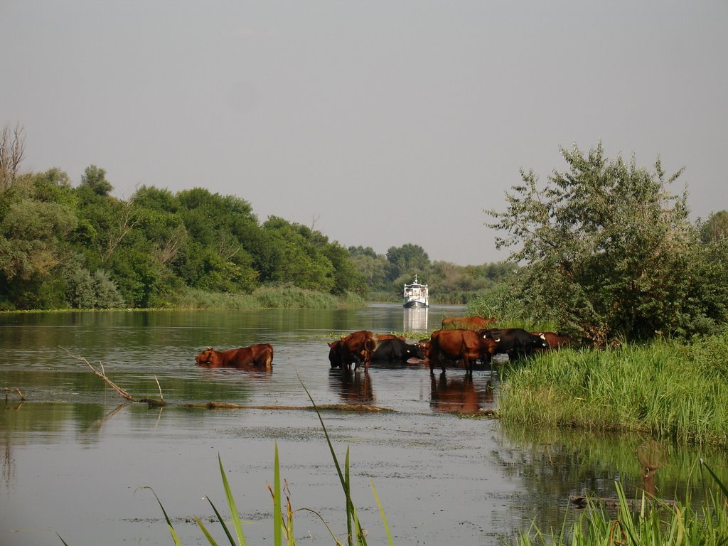 Конка у Цюрупинска (Konka river)