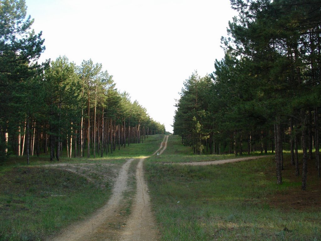 Дорога на лесной просеке