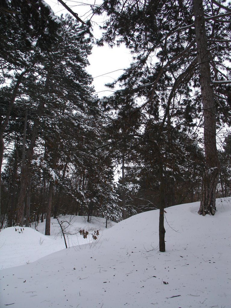 Зимний лес