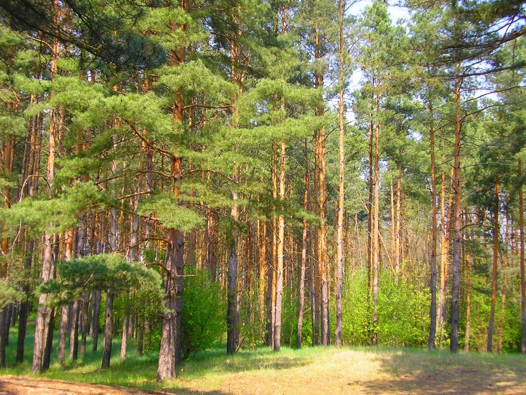 Лес / Forest