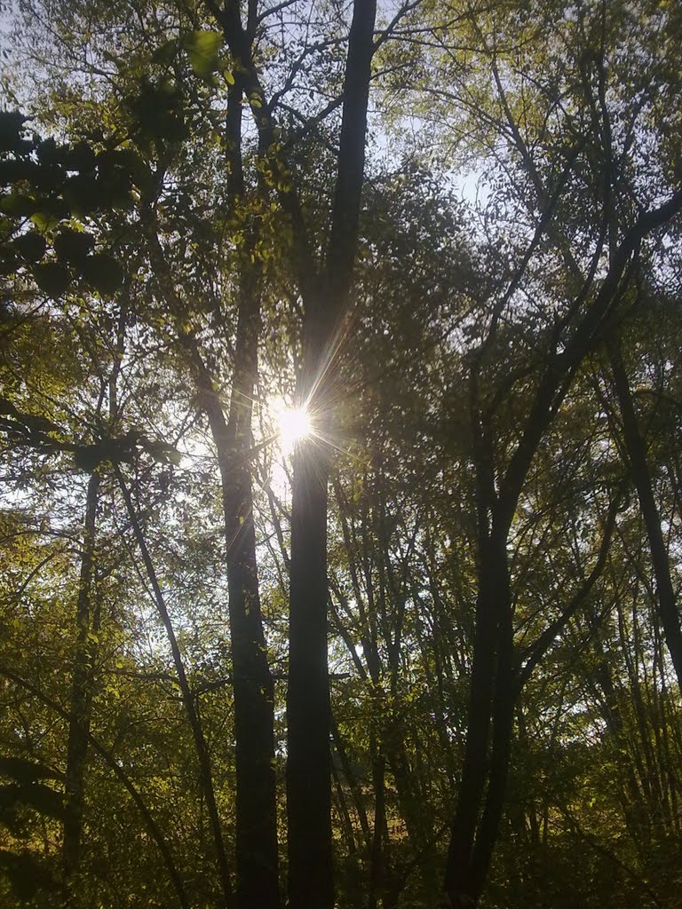 сонечко