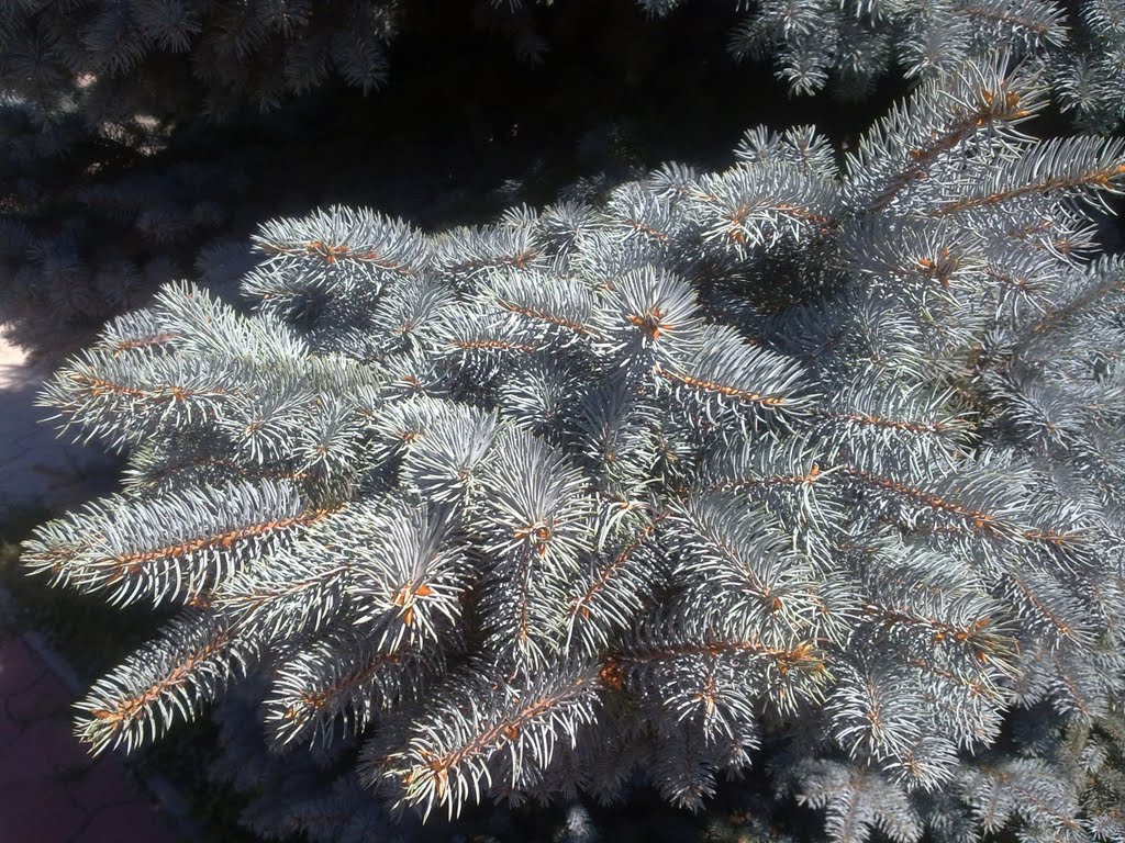 Ветвь голубой ели / Blue spruce branch