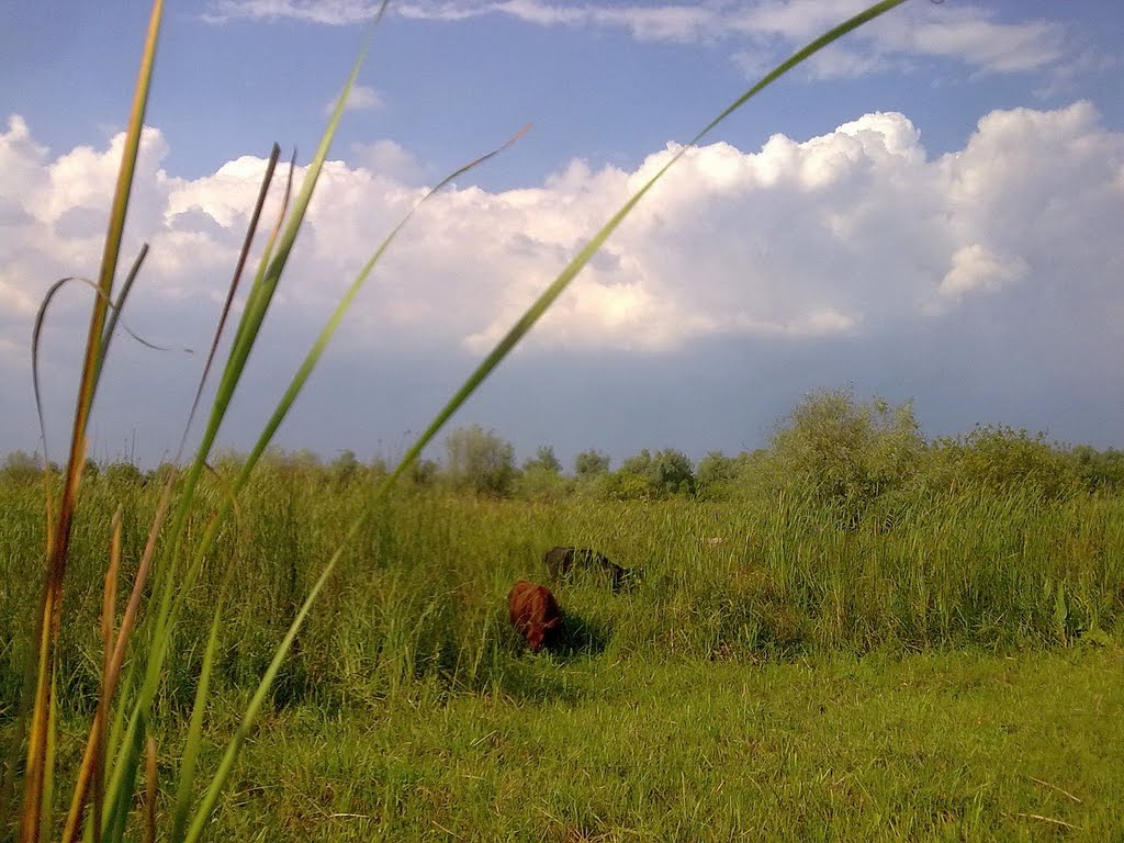 в плавнях