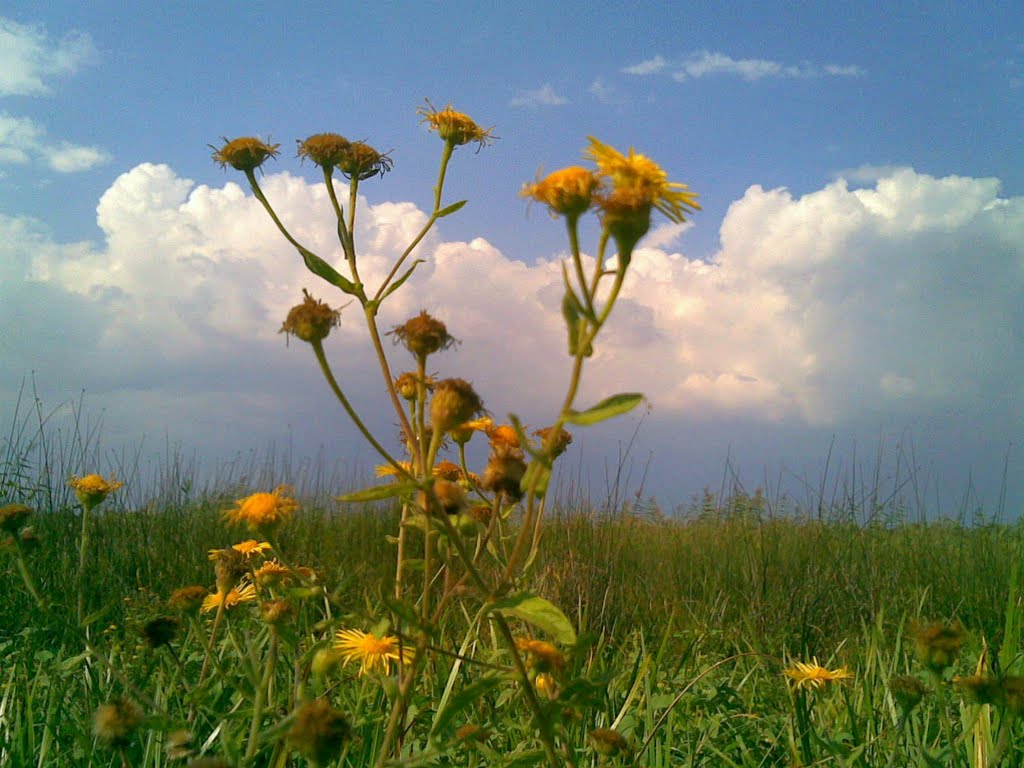 sky&flovers