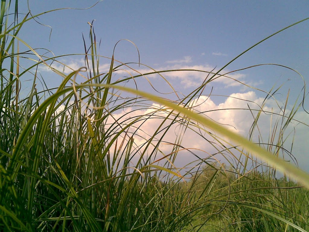 в плавнях