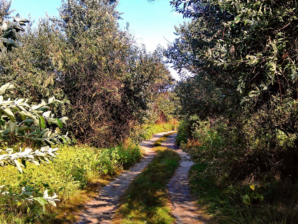 Дорога в плавнях / Road to the meadowlands