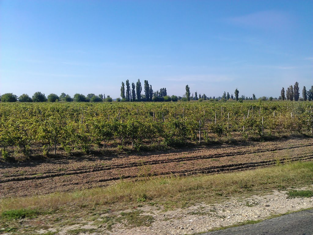 Vineyard