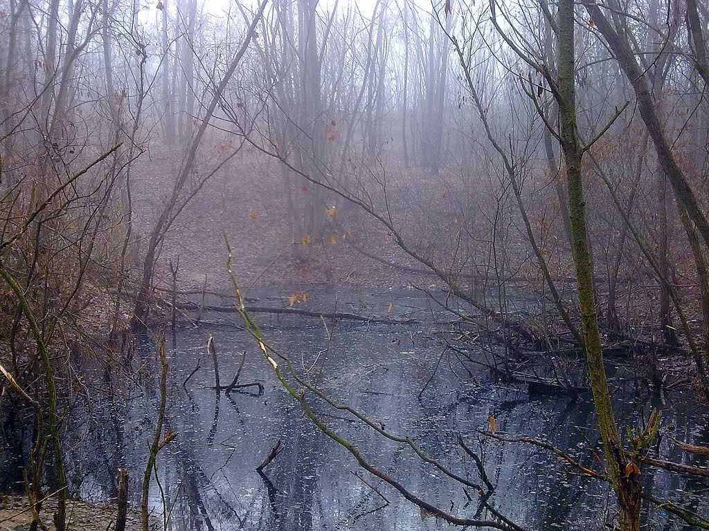 Foggy morning