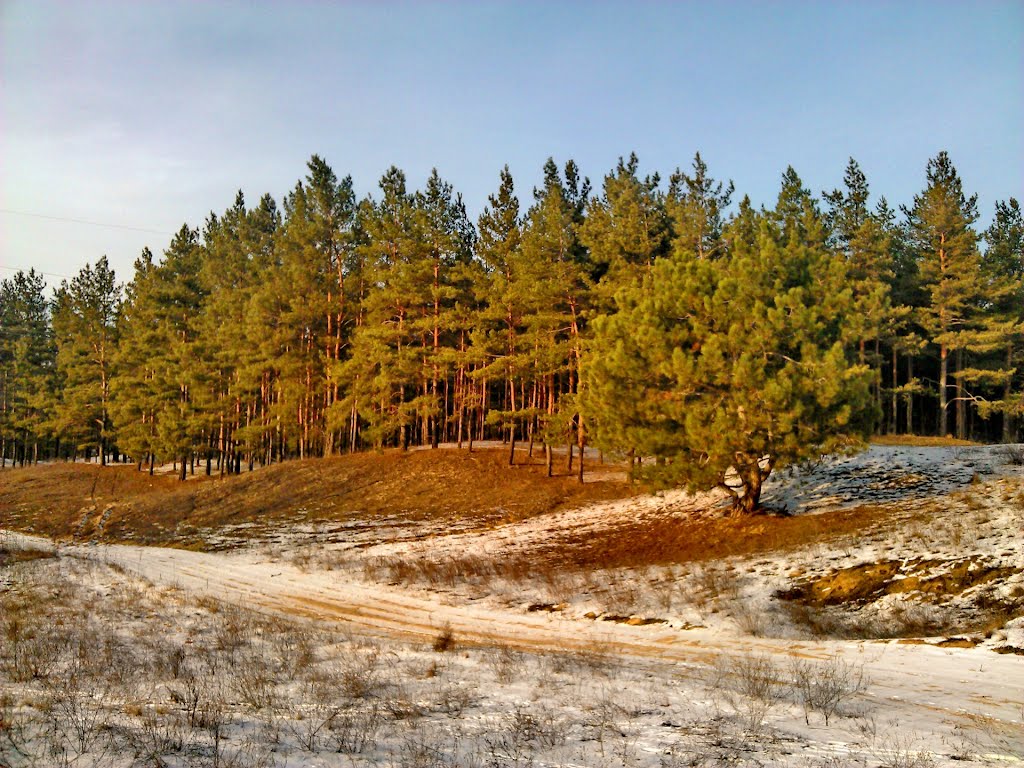 Winter forest