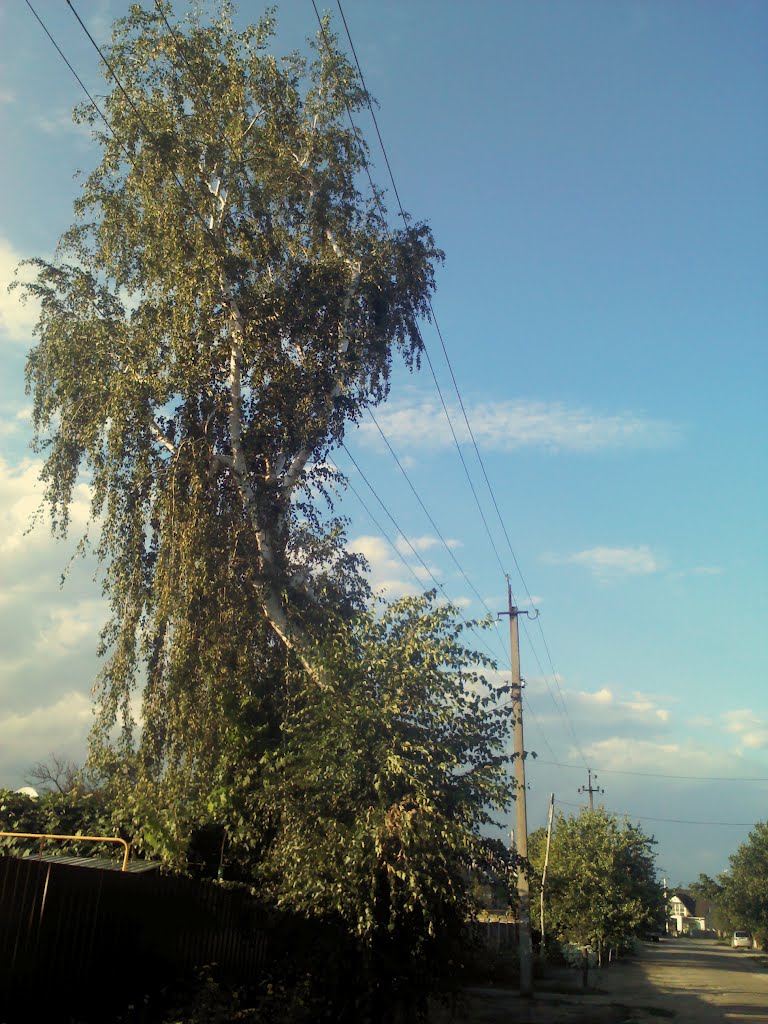 lonely birch