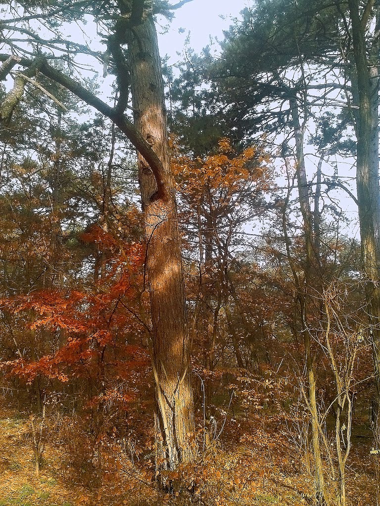 in the forest