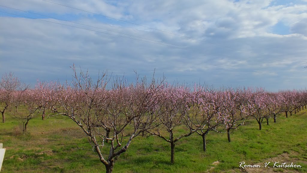 peach garden