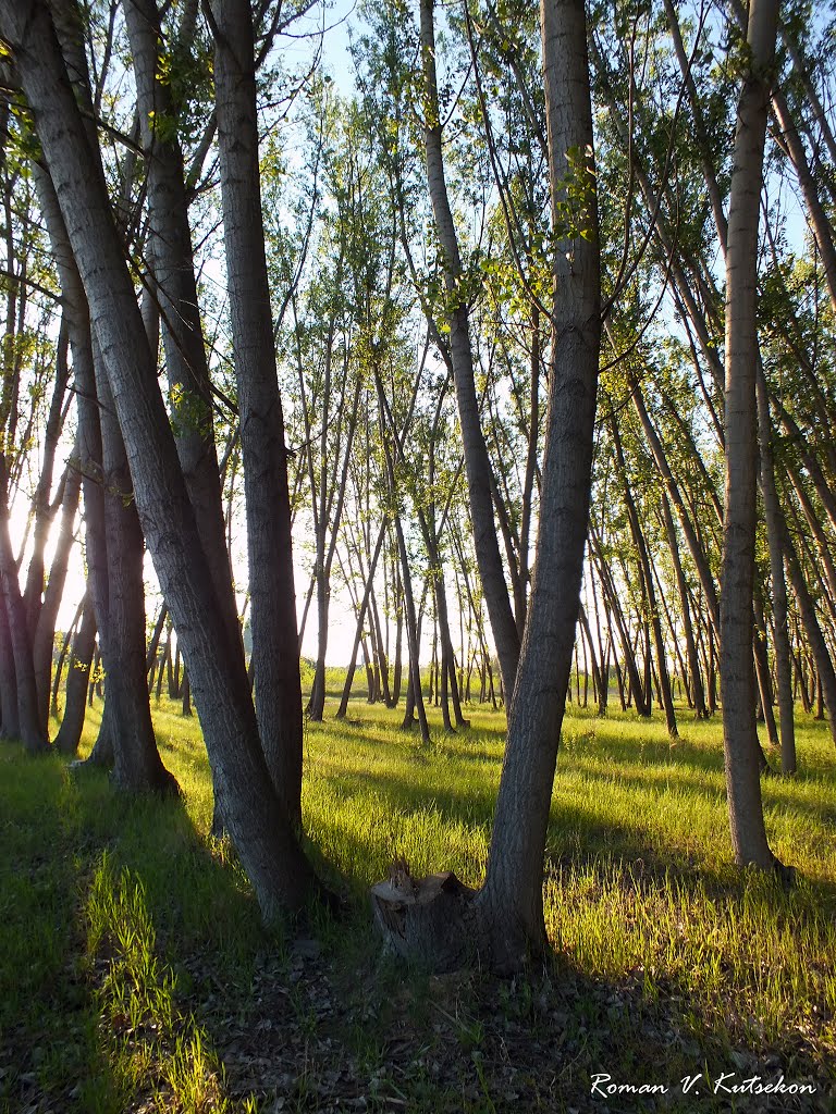 Evening Sunshine
