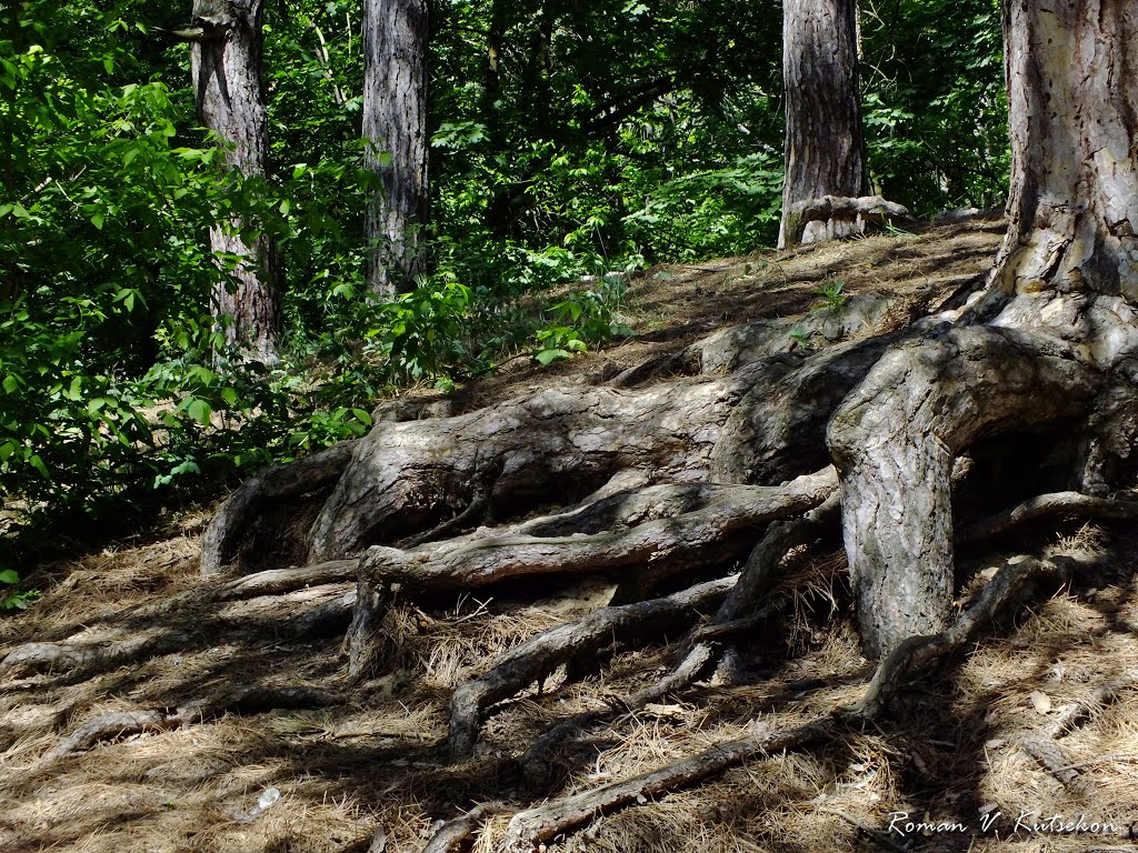 roots