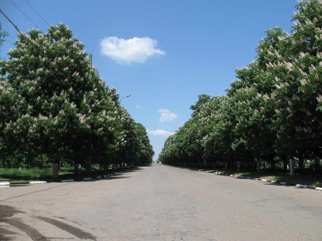 Світять свічки каштани