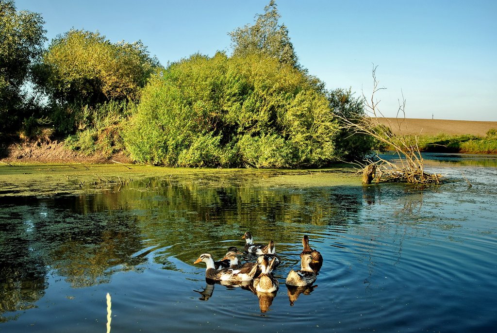 The Ukrainian ducks