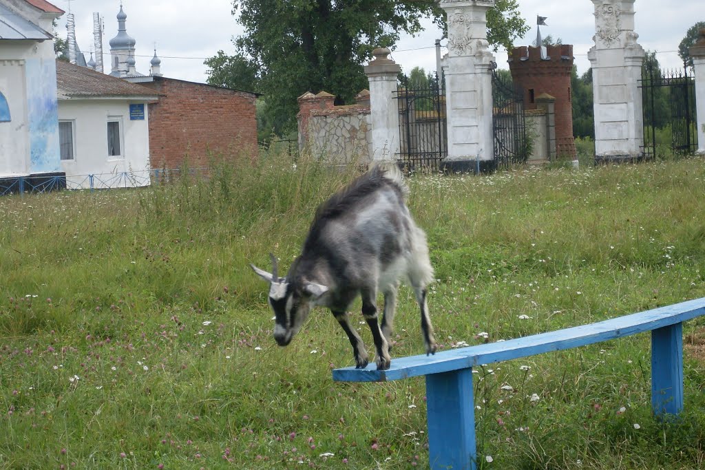 коза