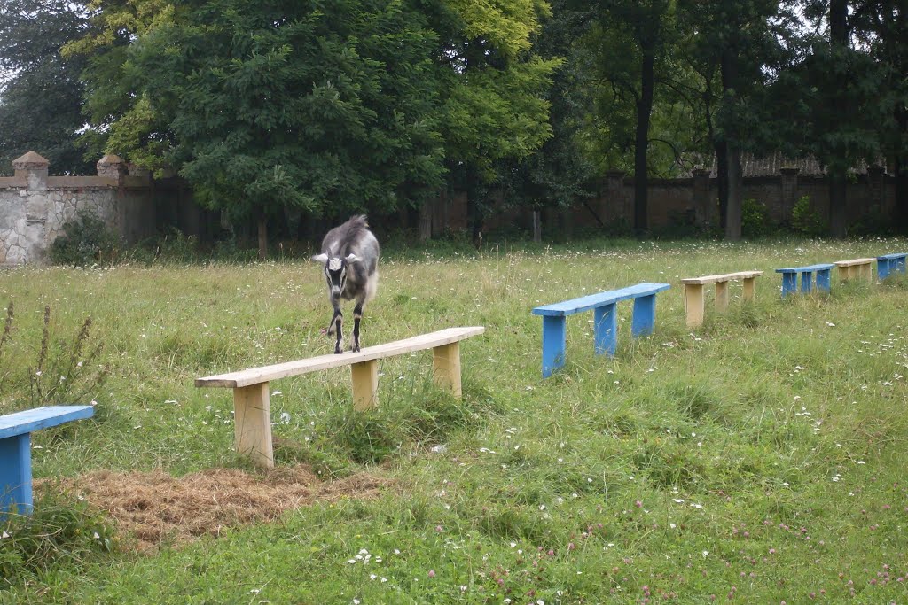 коза