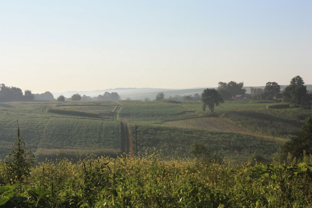 Morning Landscape