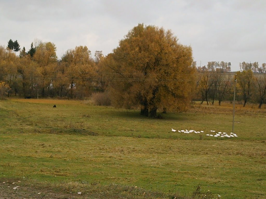 Базалія