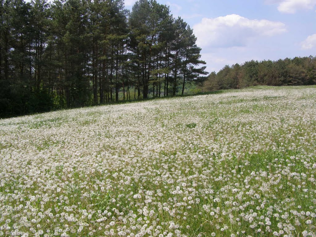 Кульбаба