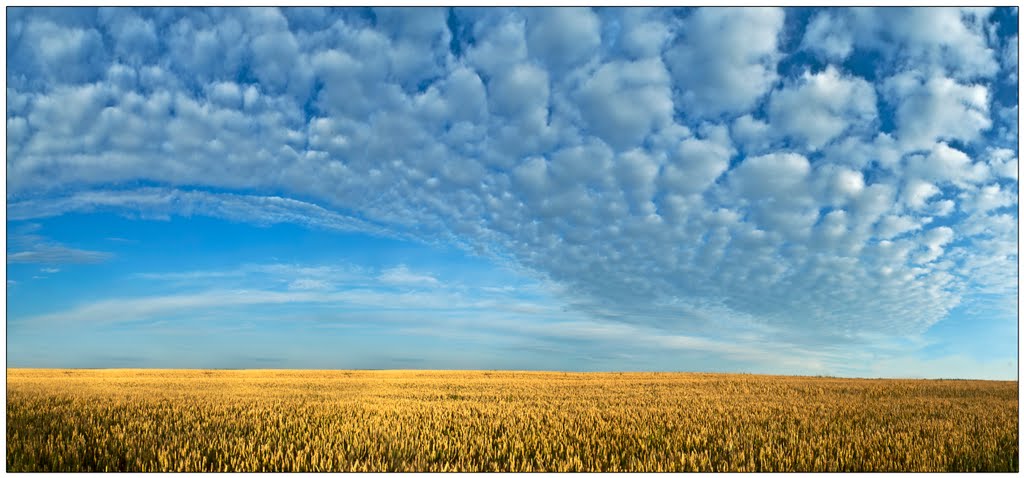 wheat field