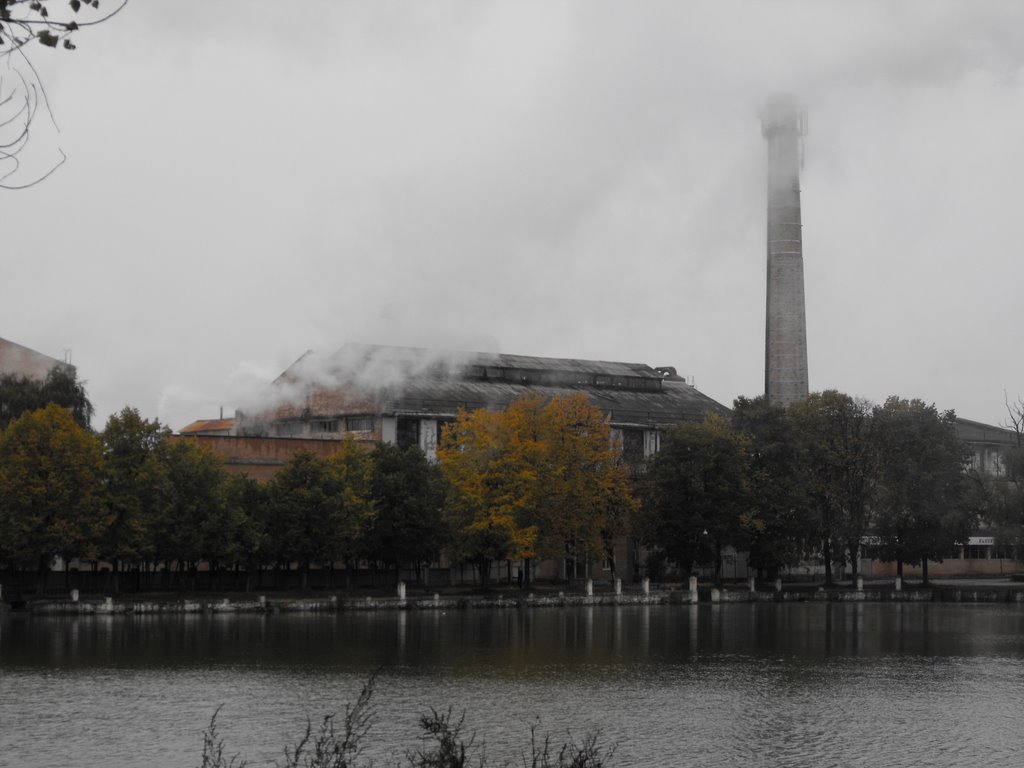 Sugar Plant